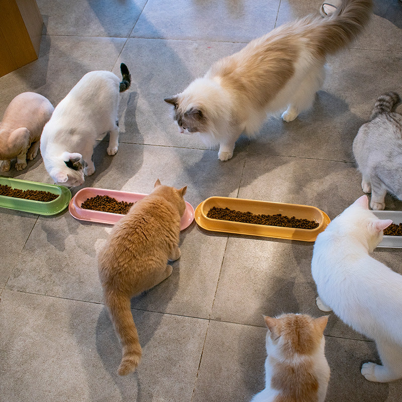 Water Bowl Food Bowl Cat Bowls