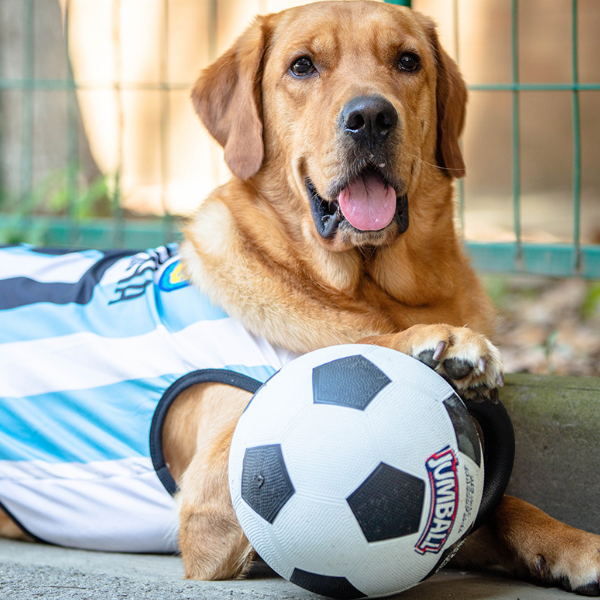 JUMBALL BASKETBALL DOG TOY